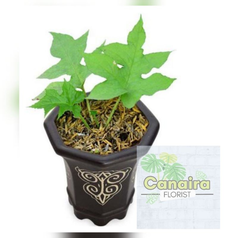 Bibit Tanaman Hias Anthurium Dorstenia Elata