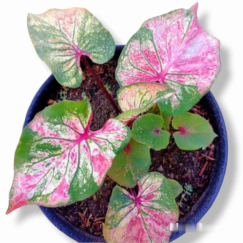 Tanaman hias caladium thai series hanoman obong/ keladi hanoman obong COD