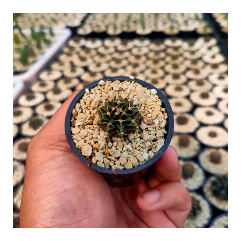 Jual Kaktus Gymno Lb Hybrid 2178 Non Variegata Gymnocalycium