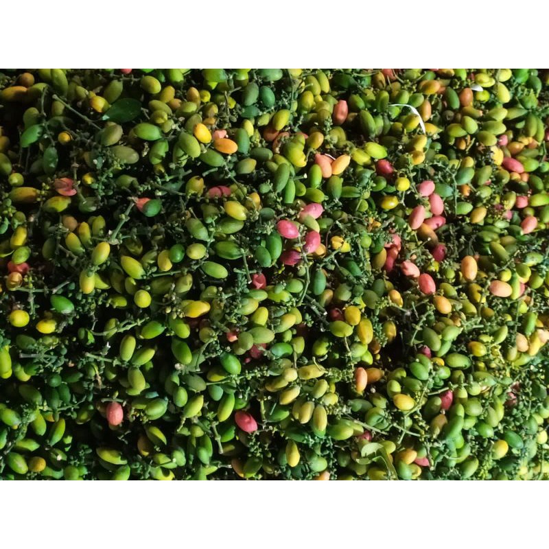 

Melinjo buah (500gram)