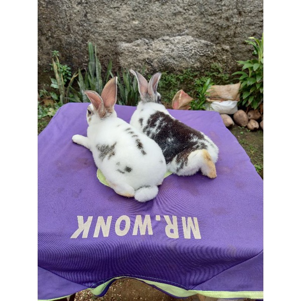 Kelinci Rex bulu karpet anakan sepasang (1).