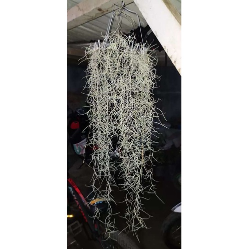 Jenggot Nabi - Spanish Moss Tilandsia - Tanaman Hidup