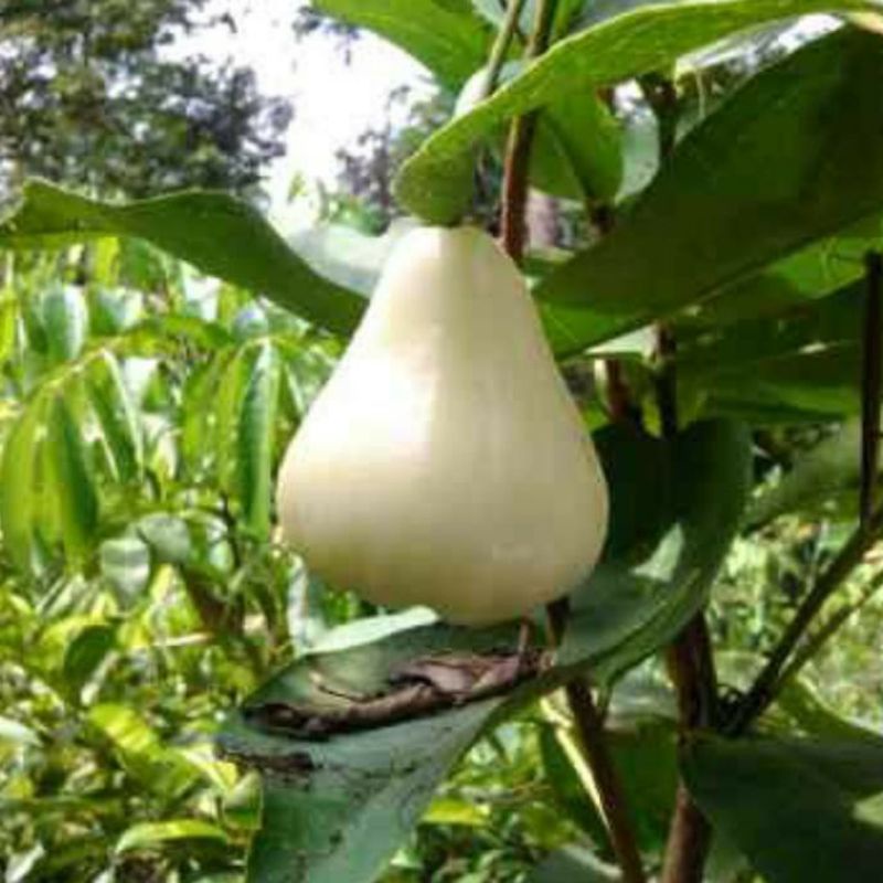bibit jambu air madu susu