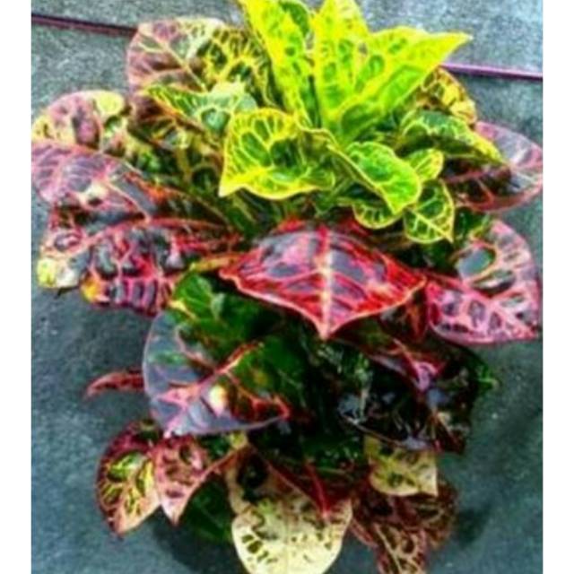 Tanaman hias - daun puring kura