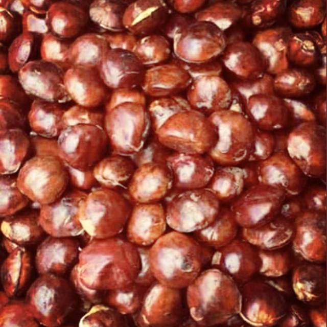

Jengkol