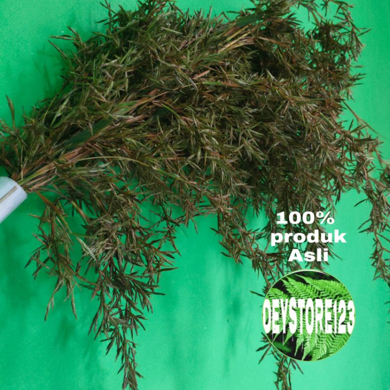 jual bunga sereh wangi kembang sereh 1 ikat murah