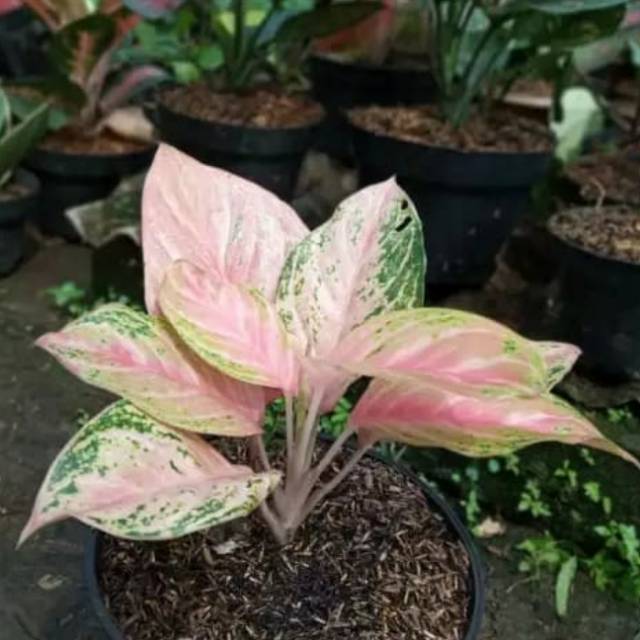 Pohon hias Aglonema bidadari