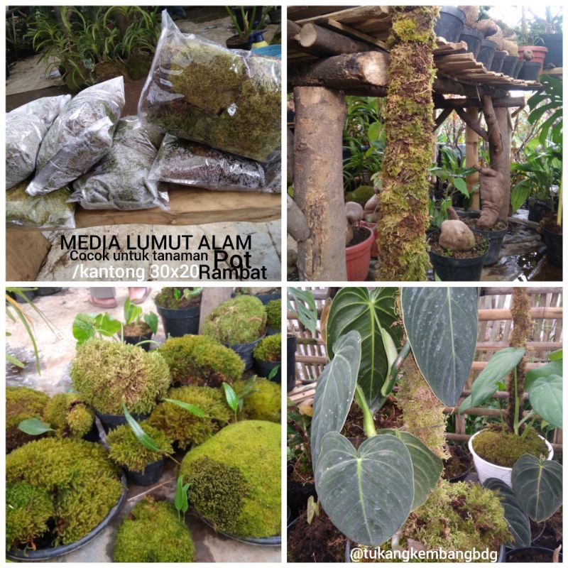 media lumut tanaman