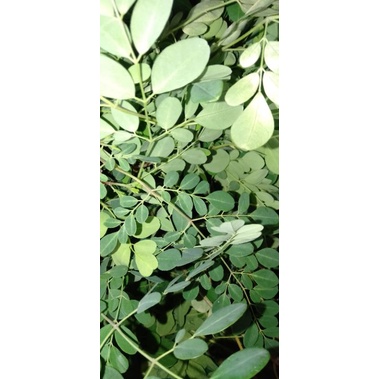 

Godong Kelor petikan segar merunggai (Moringa oleifera)