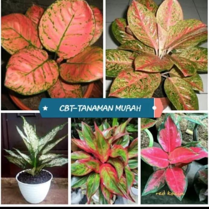 Tanaman Hias Paket Aglonema/Bunga Aglonema