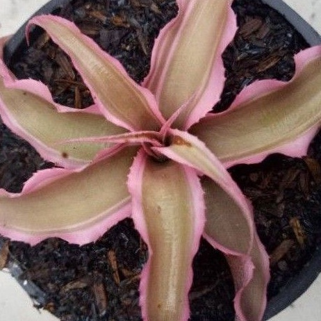 

sekulen criptantus pink / sekulen kertas