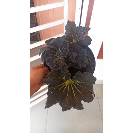 begonia Keong madu