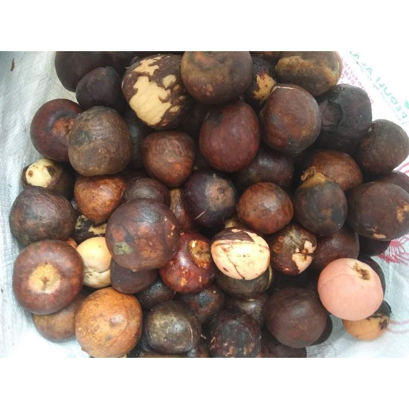 

Biji buah alpukat mentega lokal pilihan siap disemai