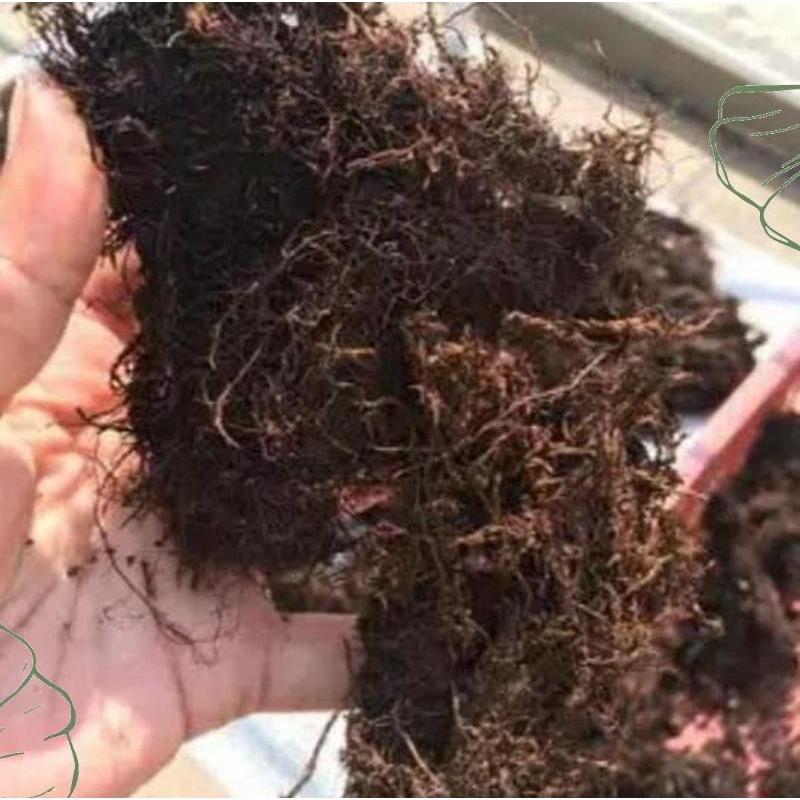 (Kemasan Plastik 5 kg/5L) Media Tanam Mos Akar Kadaka