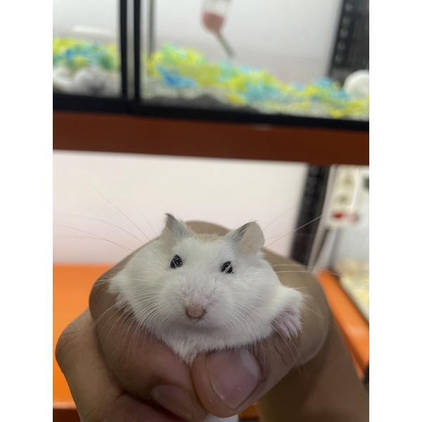 Hamster Roborovski Hewan Peliharan Lucu