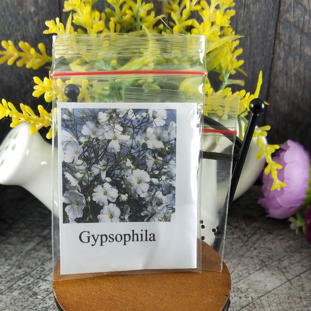 4 Seeds - Gypsophila Benih Bibit Biji Bunga - SR0200