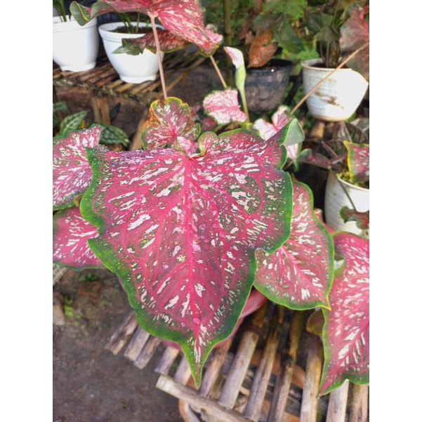 Anakan Bunga keladi worton/merah bercak putih/keladi kuping