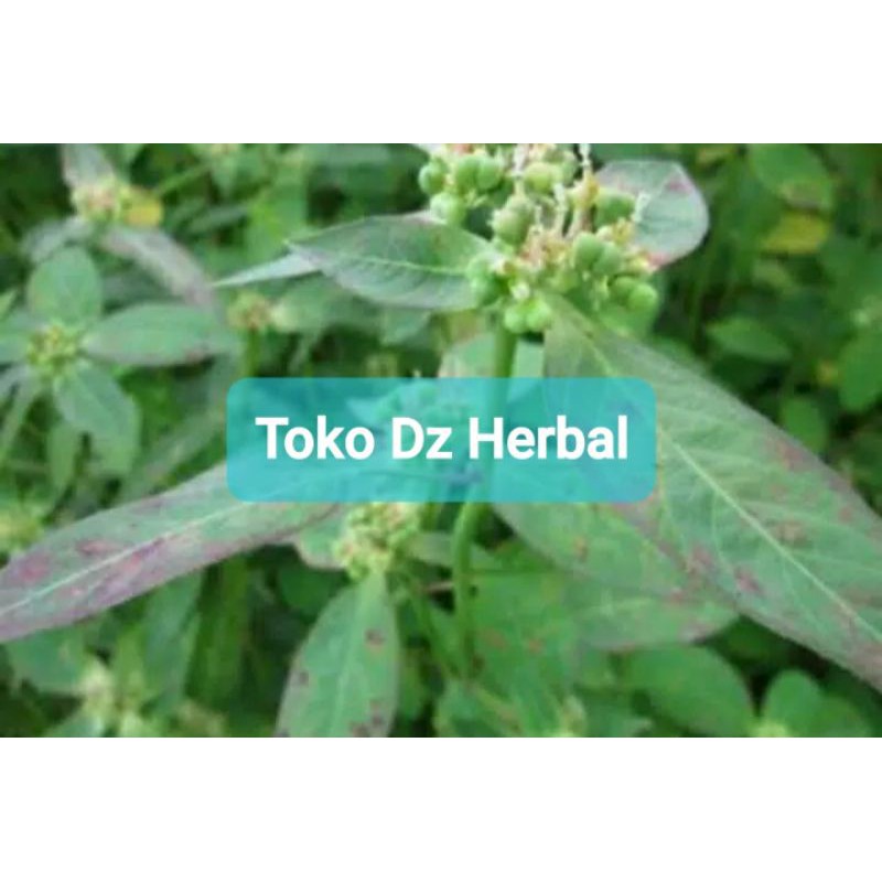 

Daun kate mas patik emas suduk mentul segar 300 gram-az