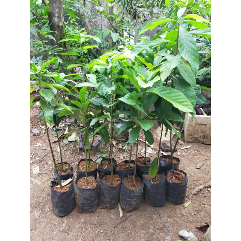 Rootstock/Seedling Alpukat