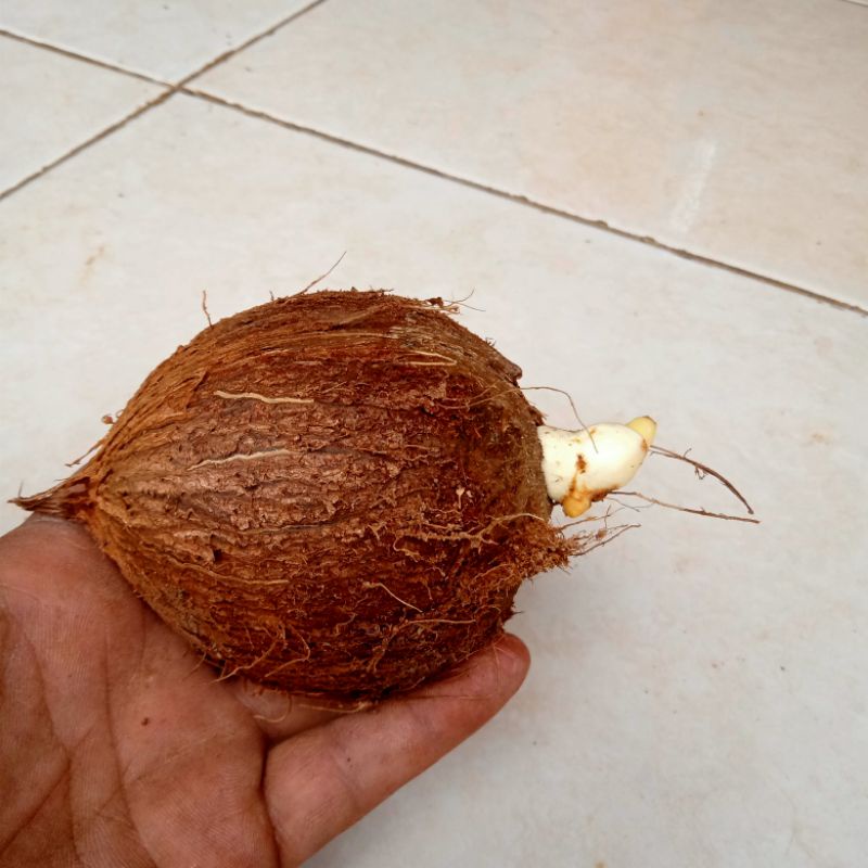 kelapa mini untuk bonsai kelapa unik kelapa utuh baru tumbuh tunas