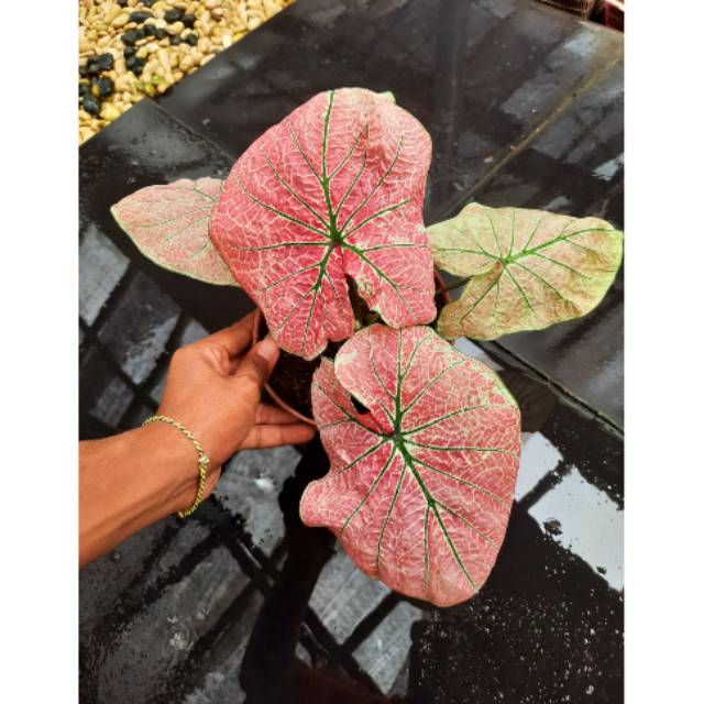 Tanaman hias/Caladium ARINI MENARI