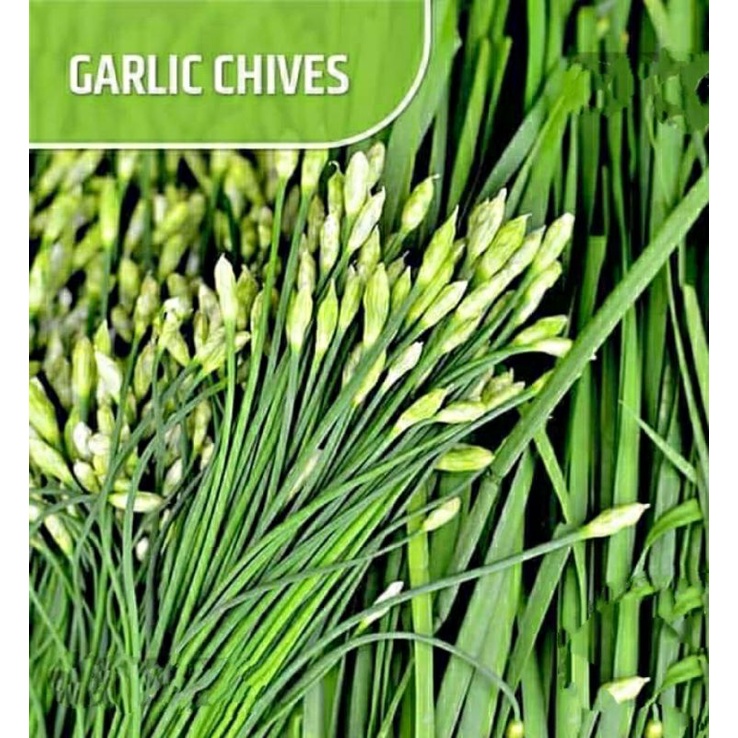 benih GARLIC CHIVES / daun kucai import premium isi 2 biji