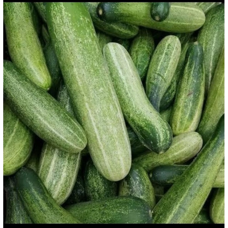 

ketimun - timun segar fresh