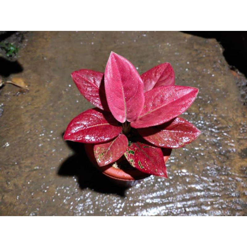 anakan  aglonema nezkia