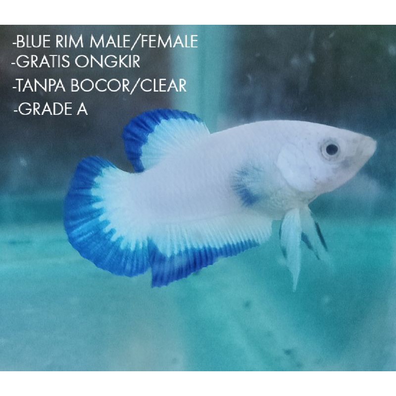 Cupang Blue Rim Grade A Tanpa Bocor MALE/FEMALE