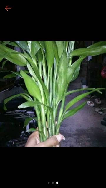 Bibit bambu hoki kole perbatang bamabu cina srirejeki