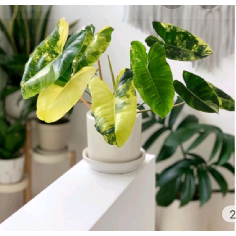Tanaman hias philodendron bluemark varigata + plus pot - philodendron varigata