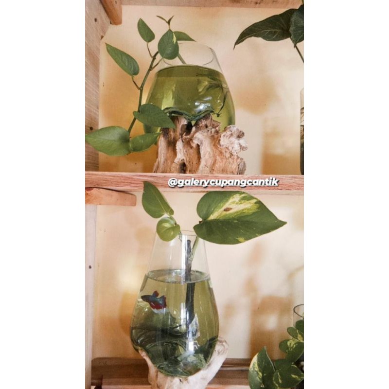 aquarium kaca tiup/ aquarium unik/ aquarium ikan cupang/ kaca tiup dekorasi