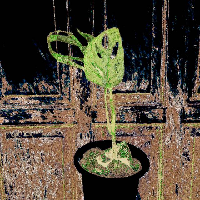 Tanaman janda bolong/,janda bolong