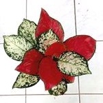 aglonema merah putih / edisi kemerdekaan indonesia