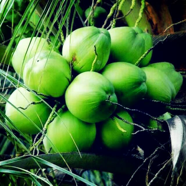 

bibit kelapa genjah hijau hybrida