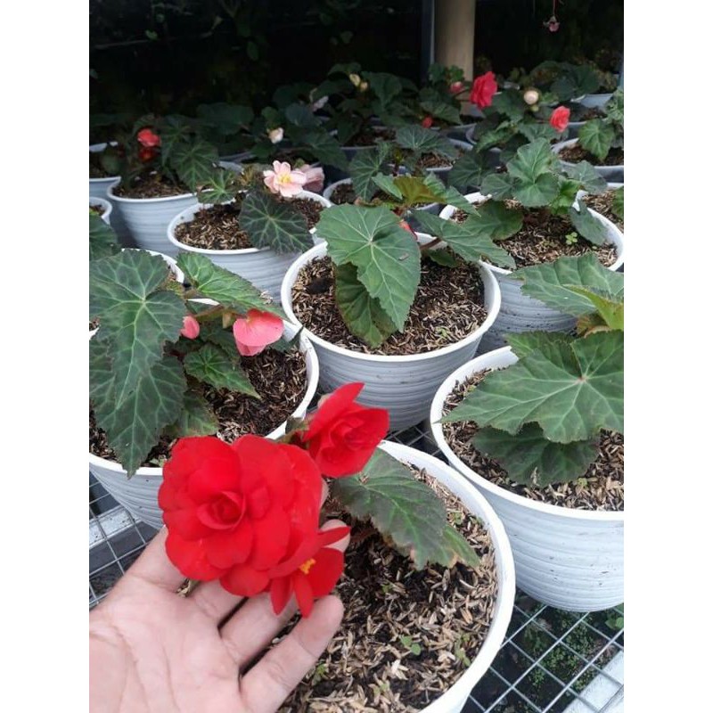 begonia mawar