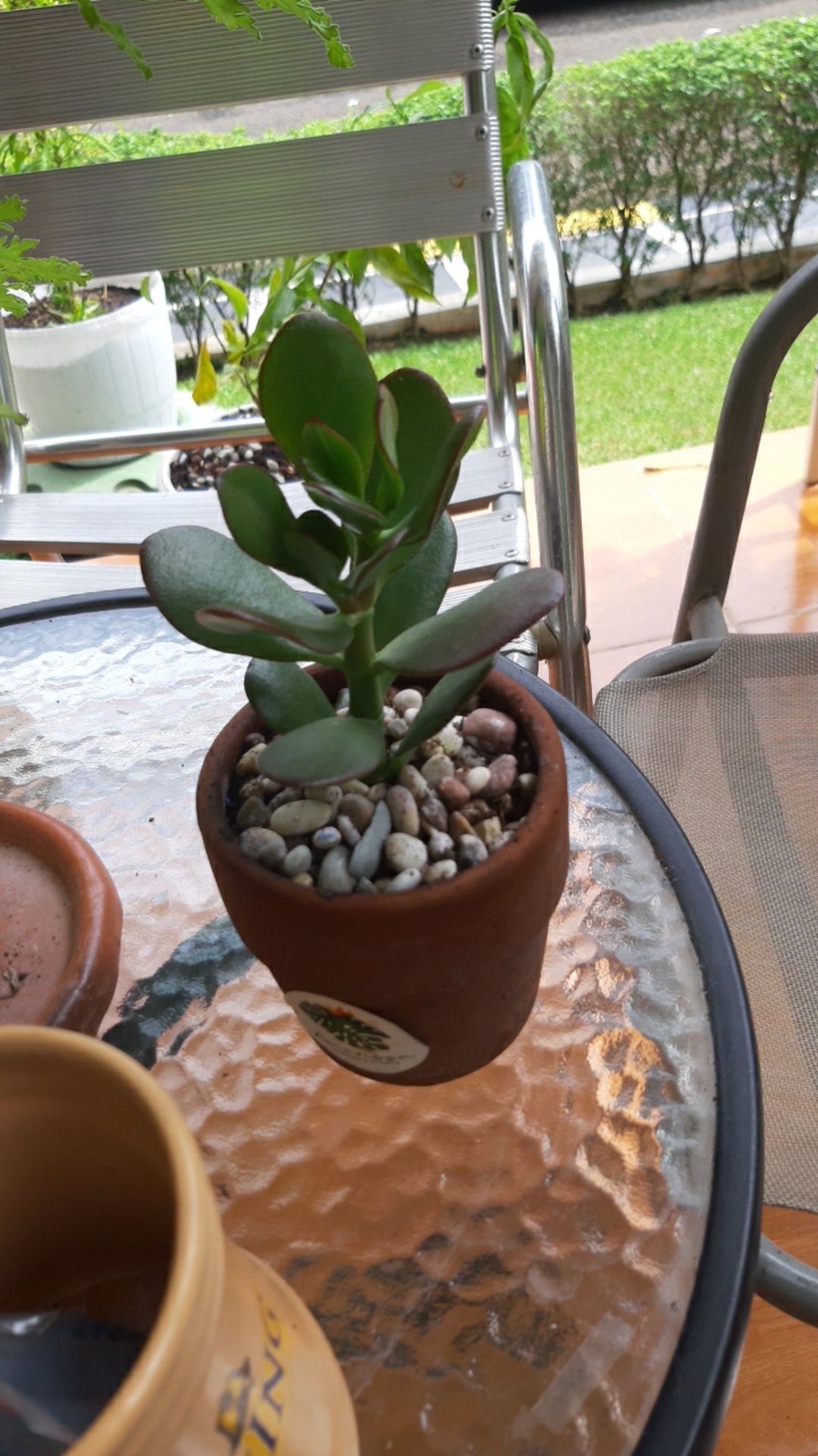 Jade Plant Medium 4pcs