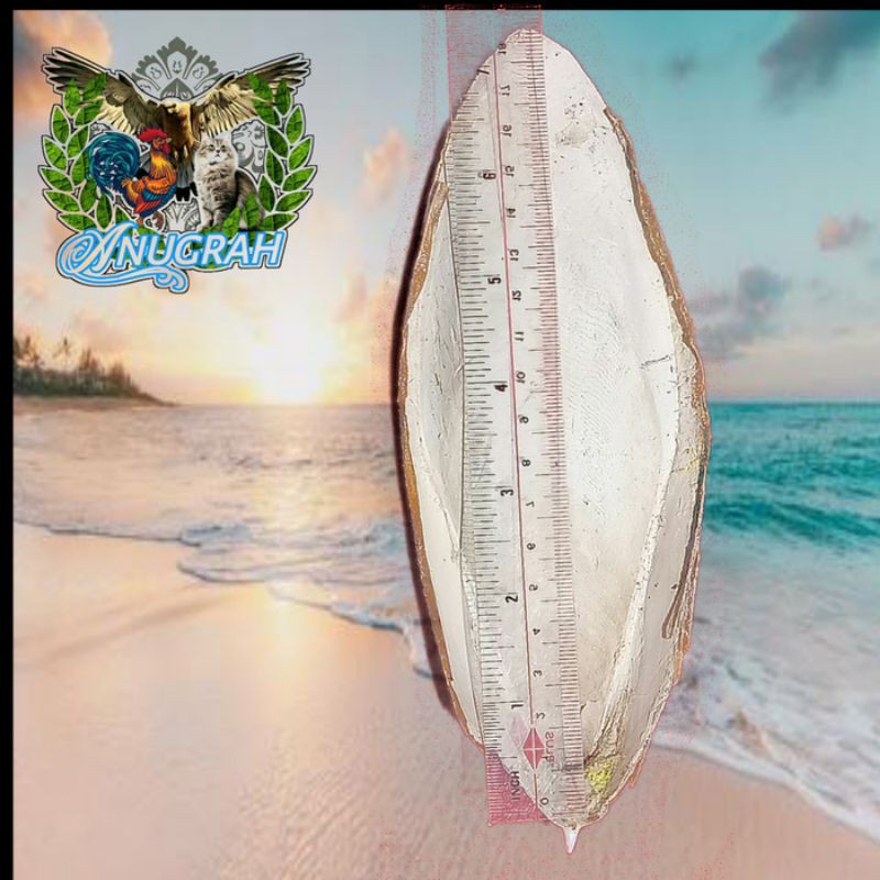 

tulang sotong 17cm- 20cm free bublewrap + dus