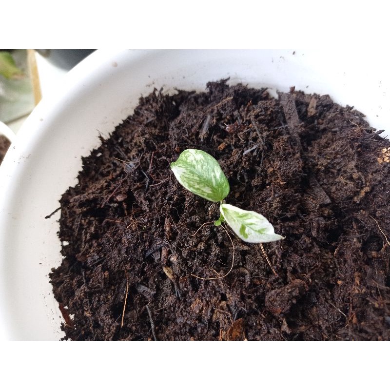 Rhapidopora foraminifera varigata