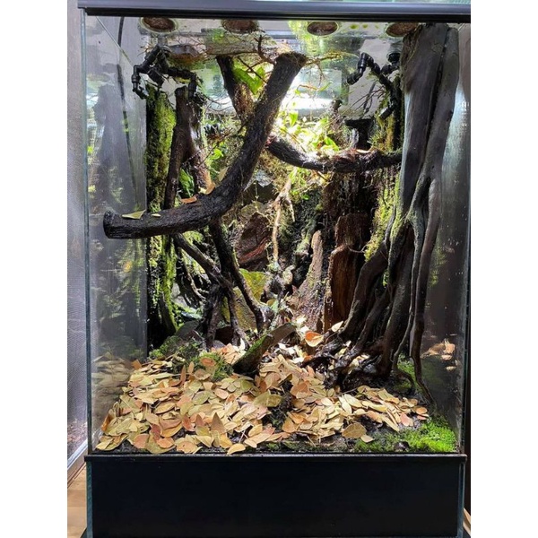 vivarium paludarium
