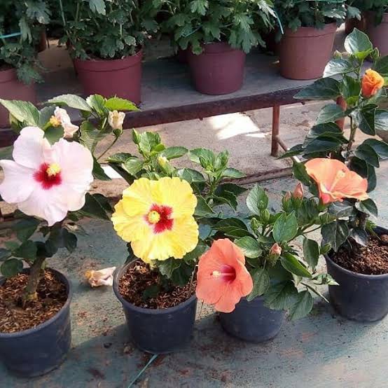 tanaman hias Hibiscus bunga Sepatu tumpuk - bibit bunga sepatu tumpuk banyak warna - Tanaman Hias Bunga Sepatu