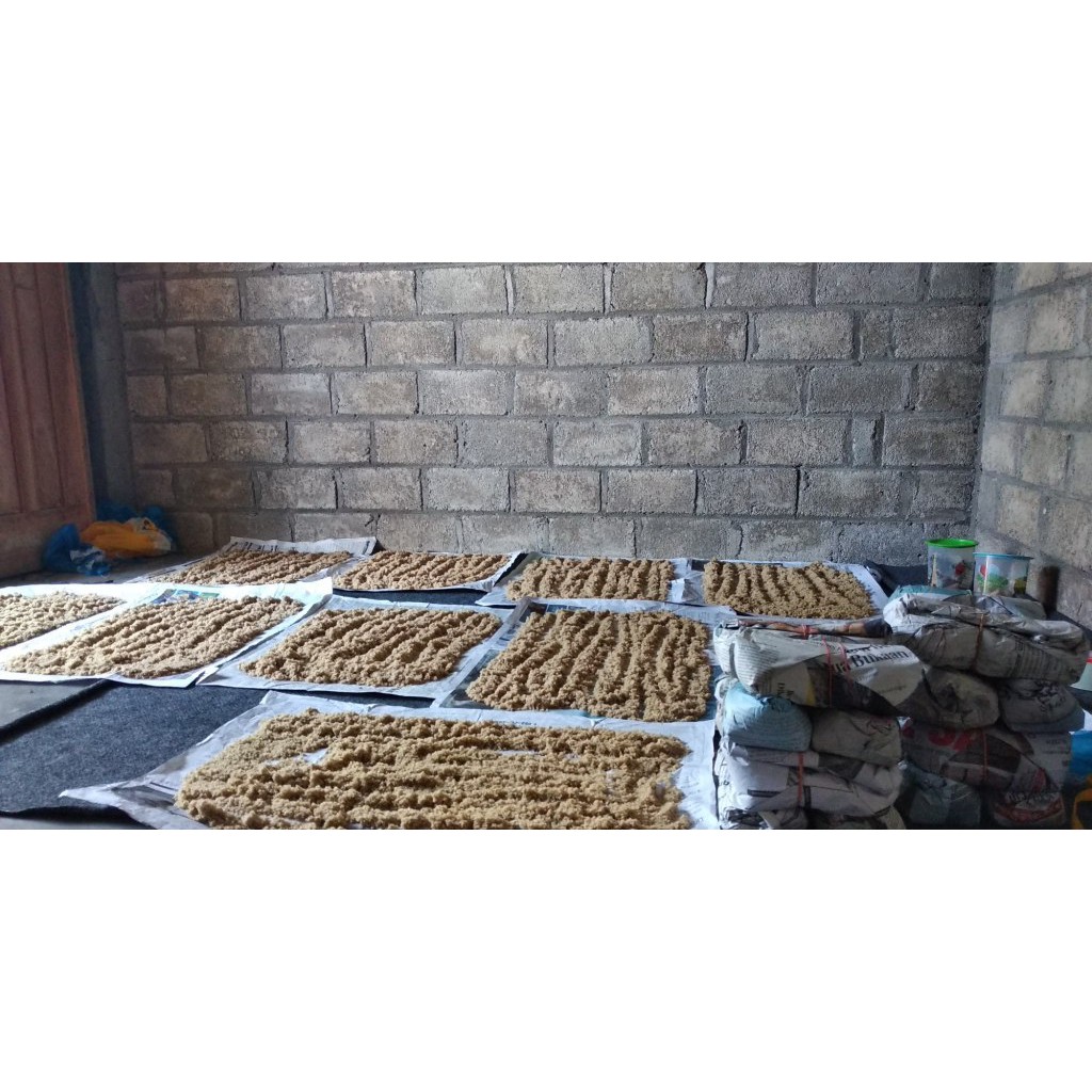 Telur jangkrik kalung menetas super bagus 1 kg