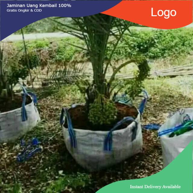 Bibit kurma kl 1 betina