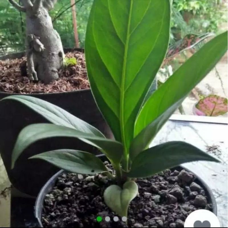 tanaman hias anthurium jenmani