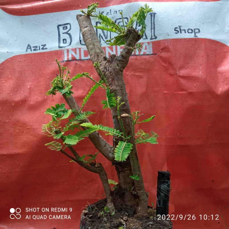 bahan bonsai malaka kemloko 02