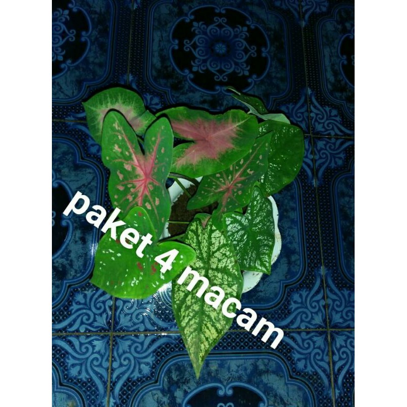 KELADI PAKET 4 MACAM