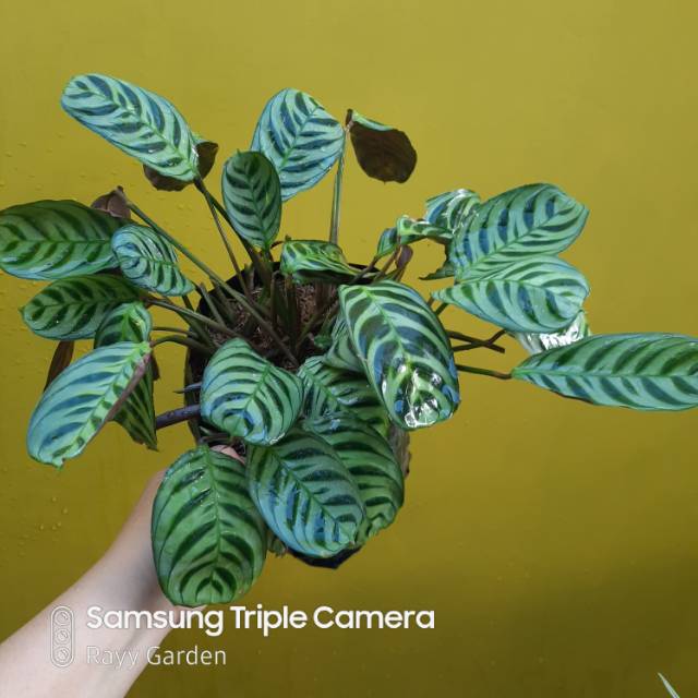 Calathea Maranta Peacock Tanaman Hias Daun Bunga Banjarbaru Kalimantan Selatan Shopee Indonesia