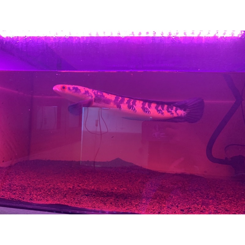 channa maru yellow sentarum sz 28-29 full bunga