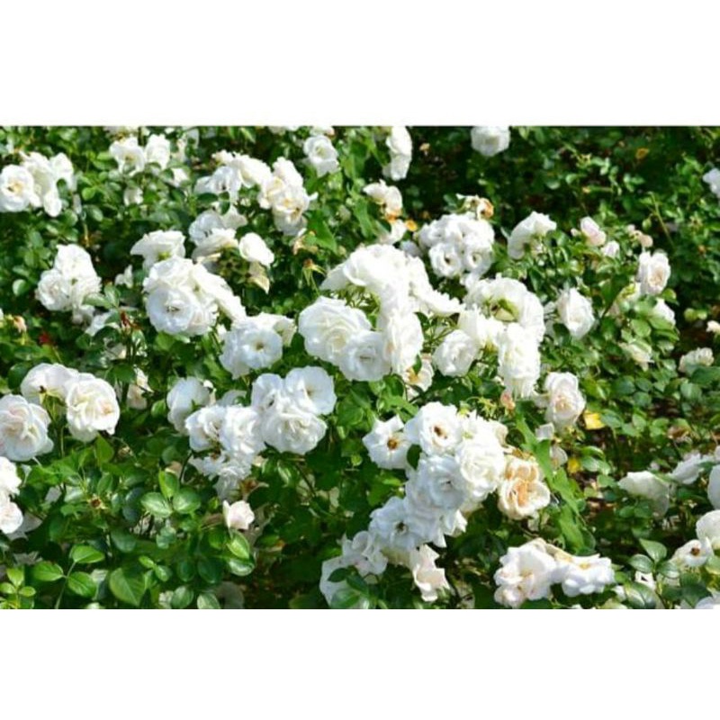 Bibit Mawar Putih Flori Bunda / Bibit Mawar putih sudah berbunga / floribunda