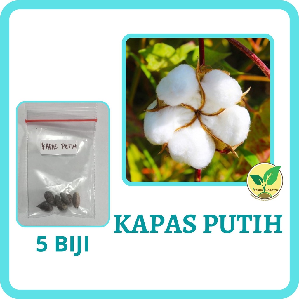 5 Benih Kapas Putih | Pohon Kapuk